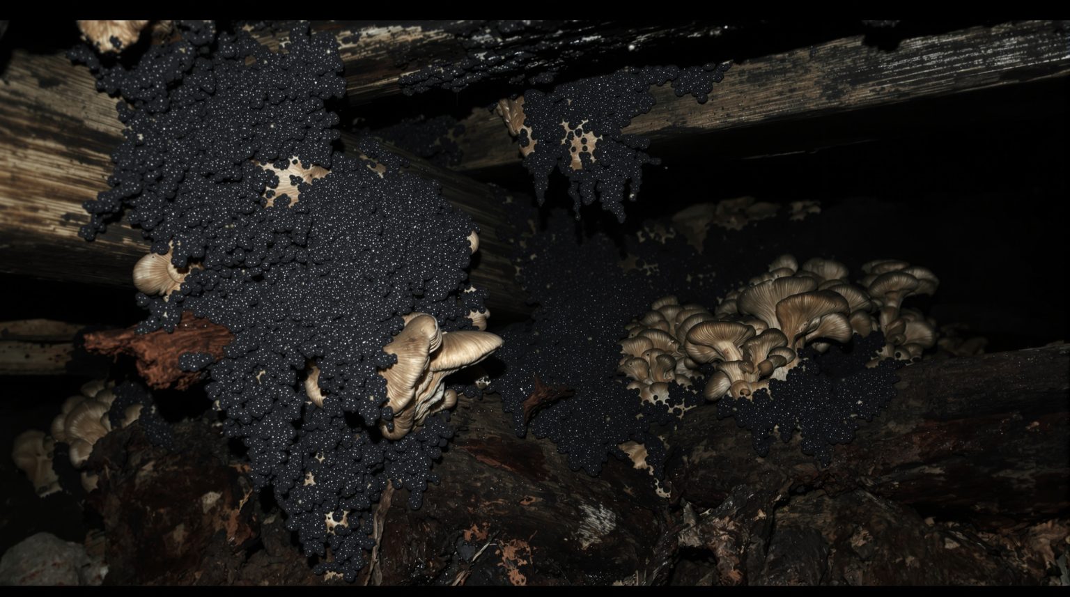 Coniophore des caves : Découvrez tout sur ce champignon nuisible et ses impacts sur vos espaces souterrains